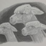 Three Huacayaa Alpaca