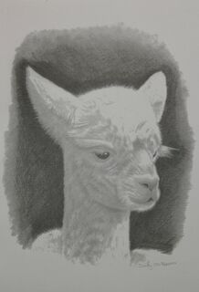 Alpaca cards