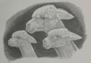 Greeting Card (Blank) - Three Pacas